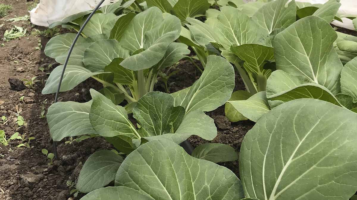 Row of bokchoi