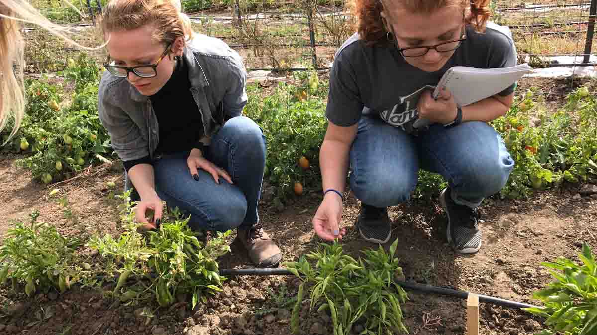 Plant pathology students investigate tomato plants for diseases at the University of Idaho Soil Stewards Farm.