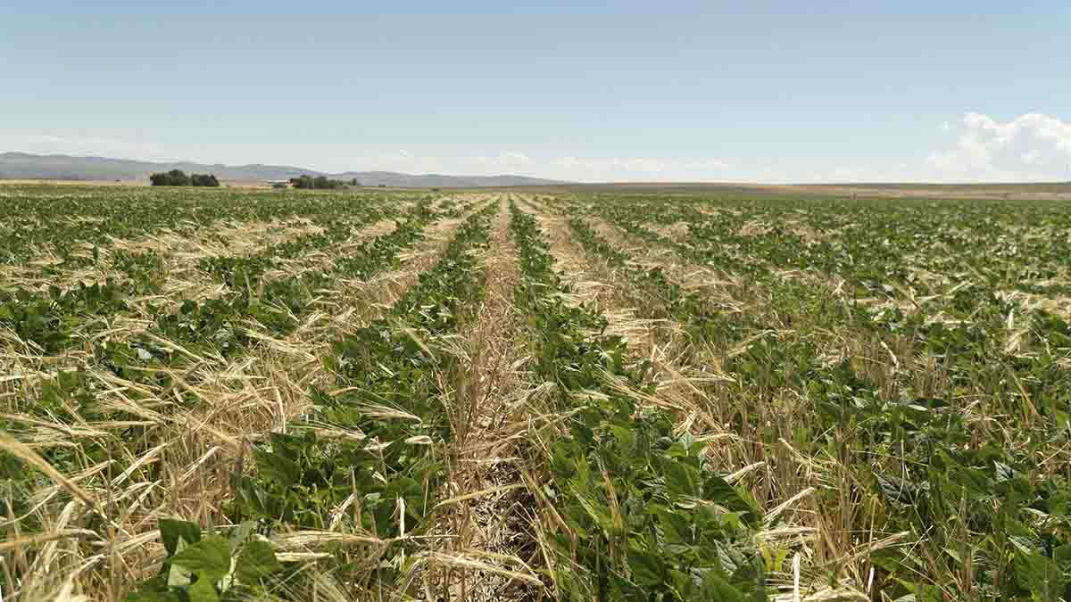 A field of a rows of plants, blue skyline.