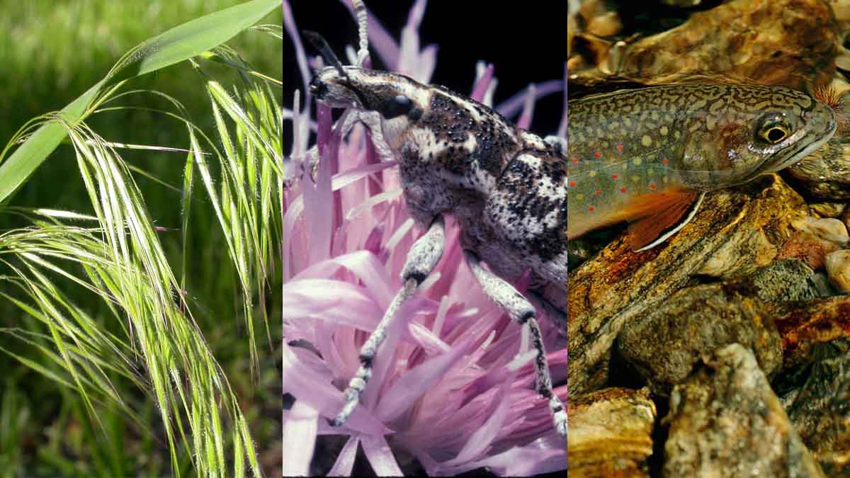 cheatgrass, cyphocleonus achates and a brook char