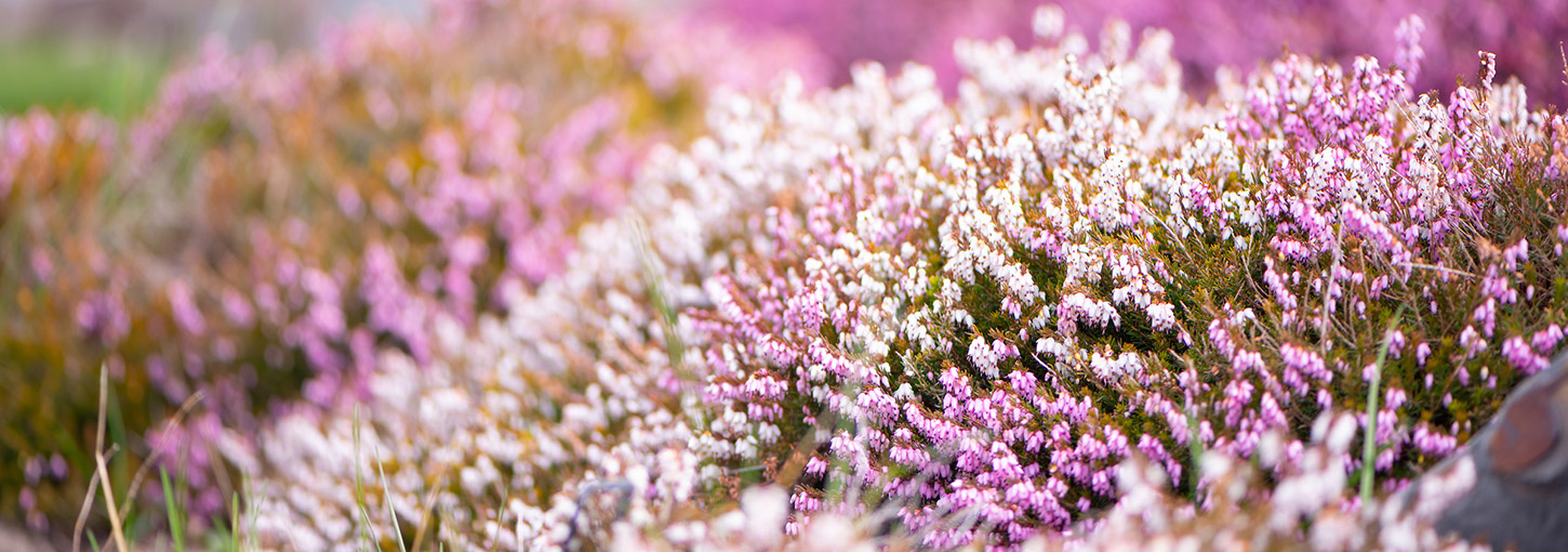 Flowers growing on campus