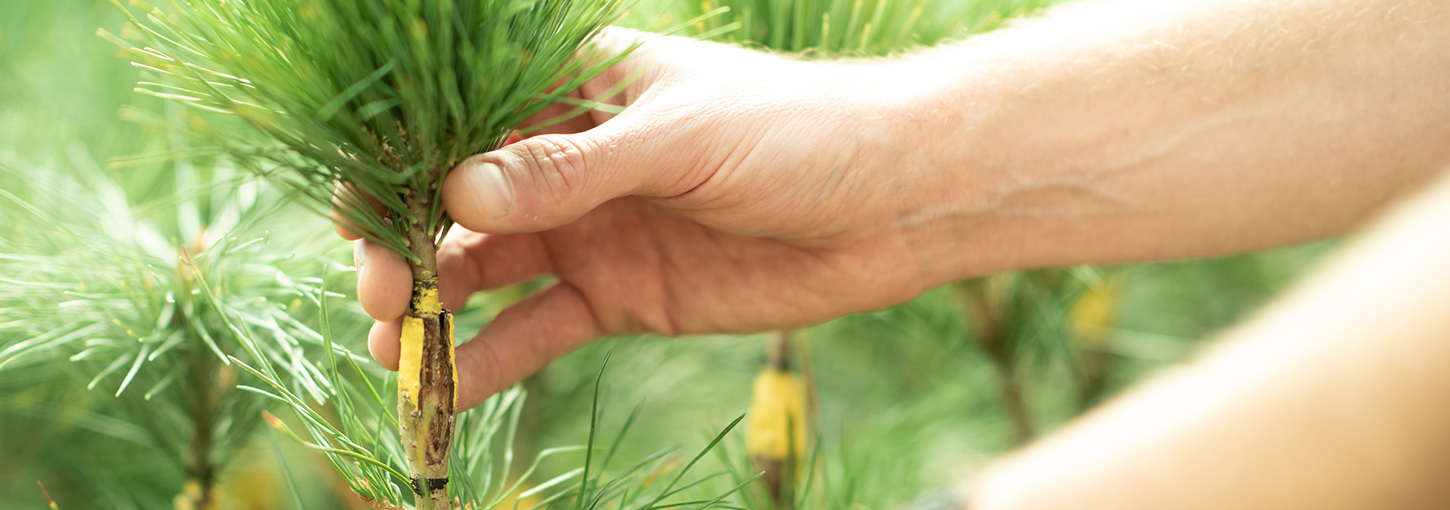 A person inspects saplings